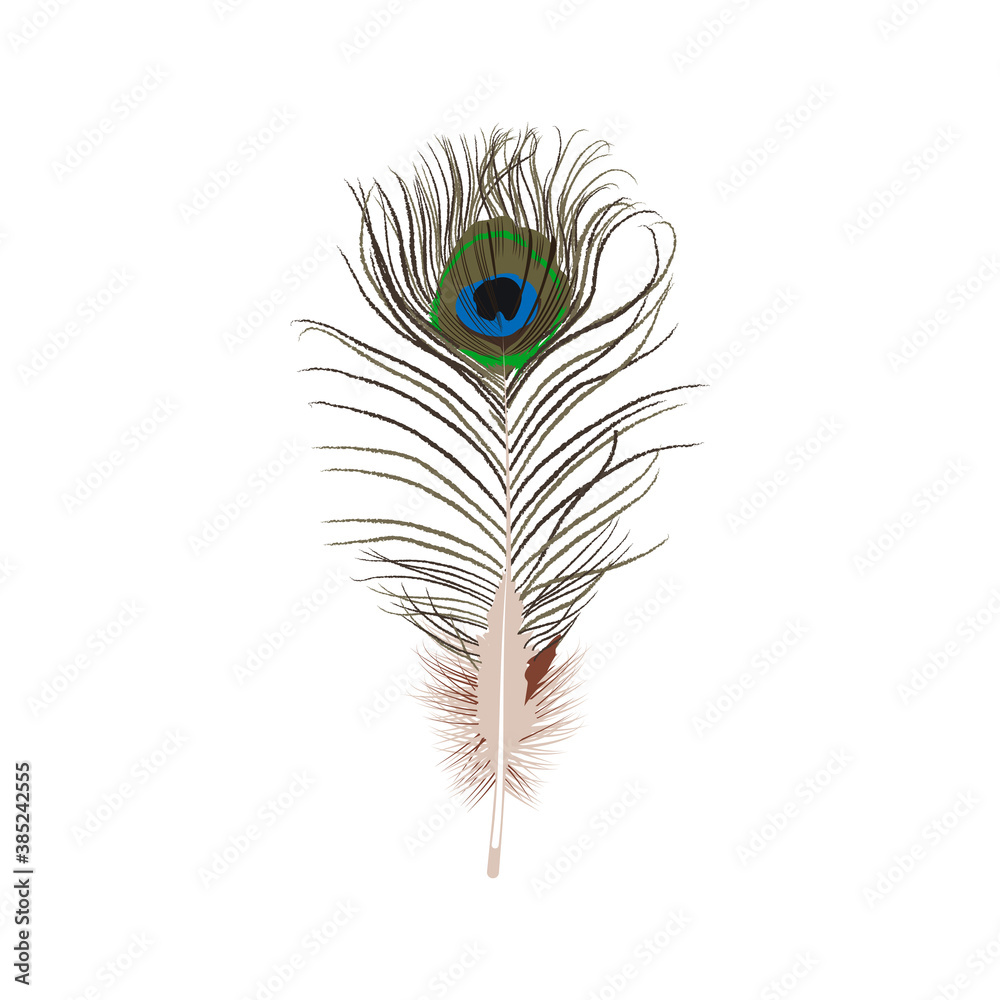 Fototapeta premium Colorful bright peacock feather. Beautiful detailed long feather of tropical paradise bird vector illustration isolated on white background