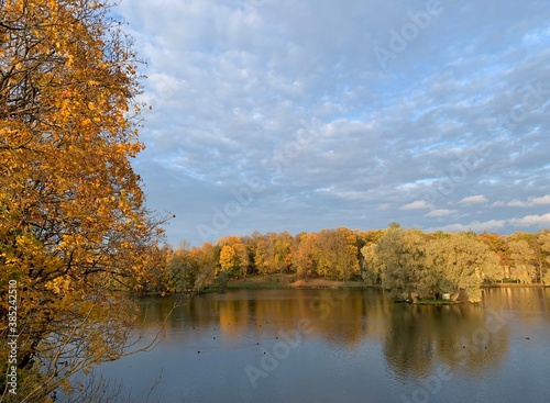 Golden trees on the lake, autumn background