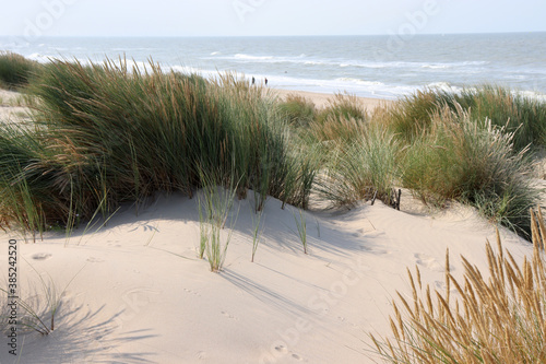 Fototapeta Naklejka Na Ścianę i Meble -  Der Strand in der Nähe von De Haan, Flandern, Belgien mit Strandgras und Strandspaziergängern 