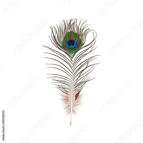 Colorful bright peacock feather. Beautiful detailed long feather of tropical paradise bird vector illustration isolated on white background