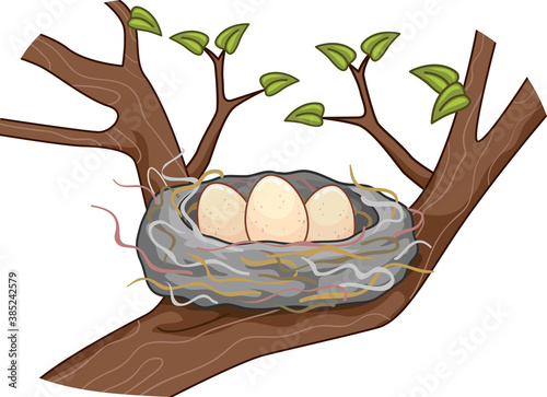 Eggs Birds Hair Nest Tree I...