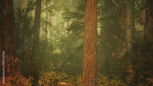 Loop Giant Sequoia Trees at summertime in Sequoia National Park, California