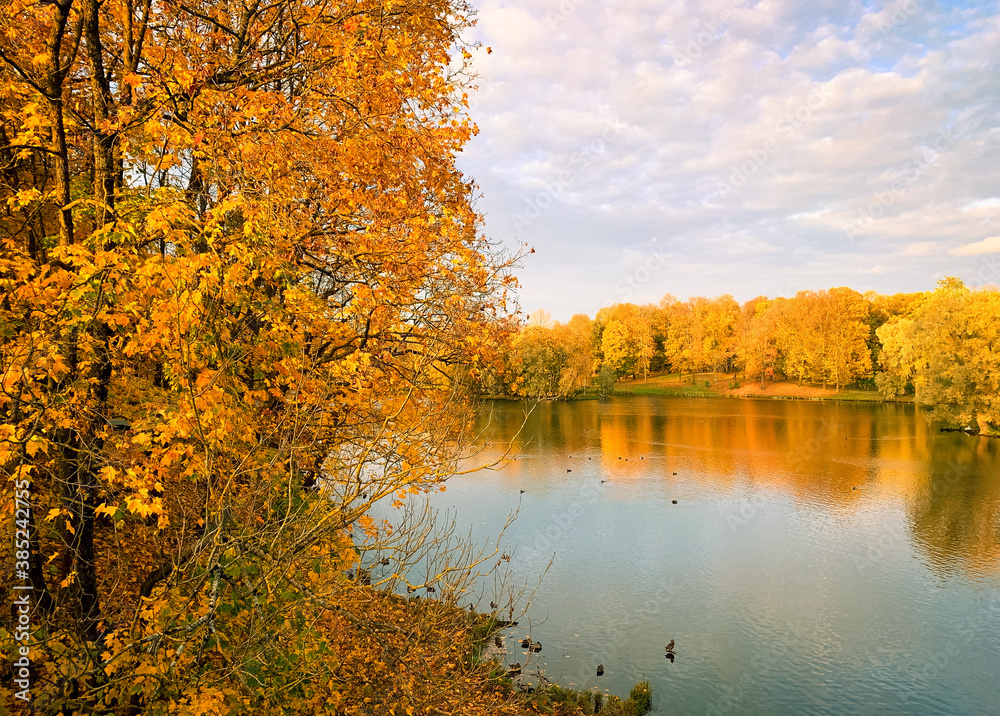 Golden autumn background, trees with yellow leaves, pond in the park