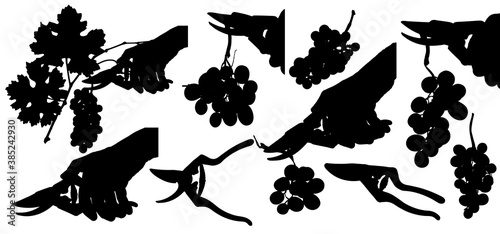 Drawing of silhouettes of grape bunches and hand with harvesting scissors. Vector