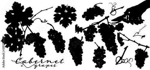 Silhouettes of grape bunches, vine leaves, vineyard branches and hand with harvesting scissors.
