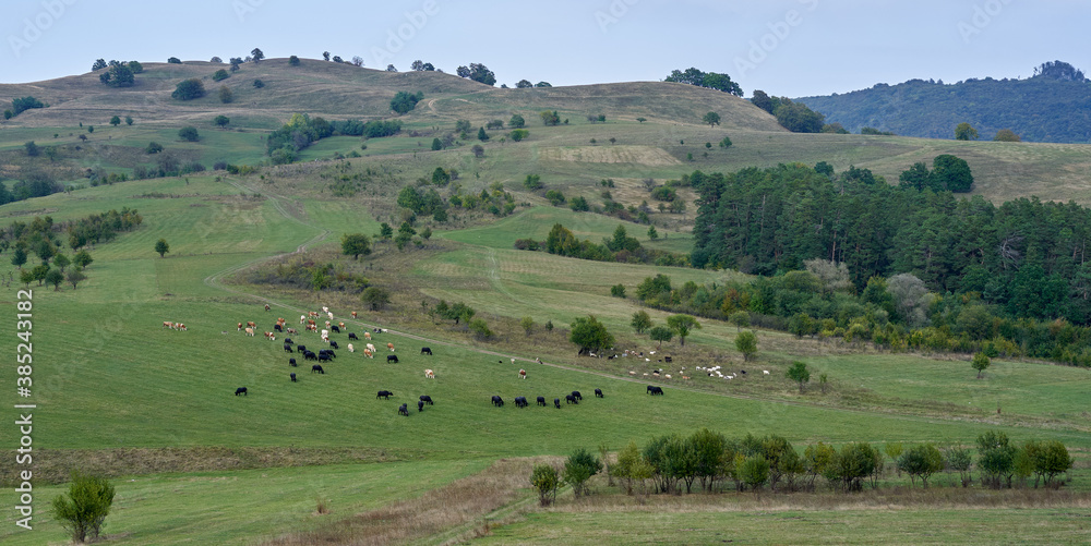 Herd of cows and buffalo