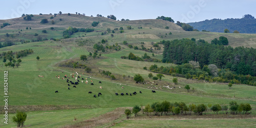 Herd of cows and buffalo © Xalanx