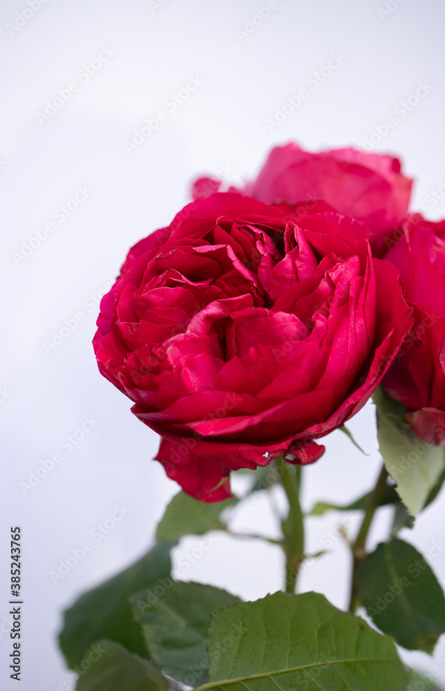 Blooming roses, bush rose macro photo. Close up of a Peach Colored Rose. Focus on a peach-colored rose. Unfocused blur rose petals. flower of rose close-up. Natural background. Blooming roses, bush rose macro photo. Close up of a Peach Colored Rose. Focus on a peach-colored rose. Unfocused blur rose petals. flower of rose close-up. Natural background.