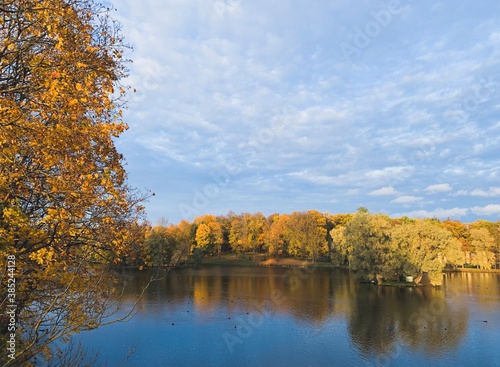 Golden autumn background, trees with yellow leaves, pond in the park