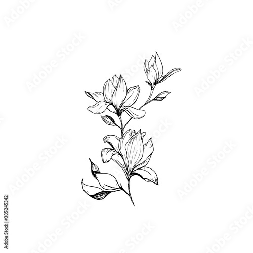 Magnolia flowers drawing and sketch with line-art on white backgrounds.