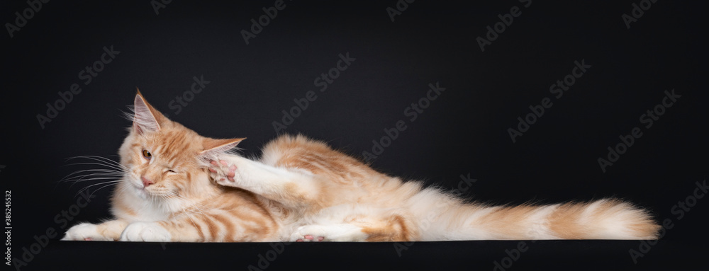 Pretty red silver tabby Maine Coon cat, laying down side ways. Scratching  ear with hind paw. Isolated on black background. Stock-Foto | Adobe Stock