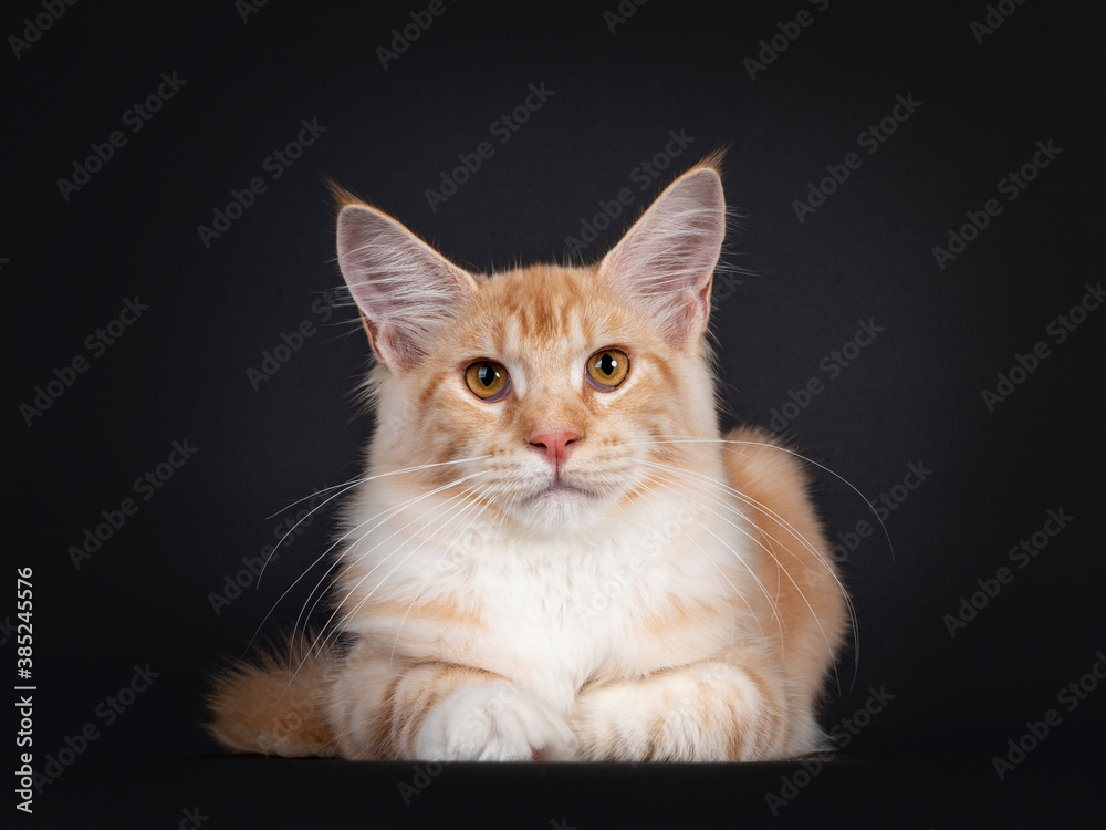 Obraz premium Pretty red silver tabby Maine Coon cat, laying down facing front. Lookin to camera with orange eyes. Isolated on black background.