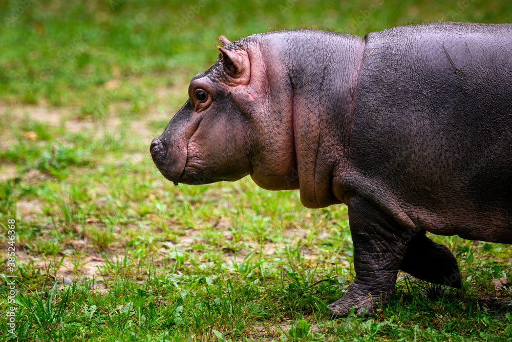 Hippopotamus amphibian chick outdoors on land. Hippopotamus amphibian chick outdoors on land.