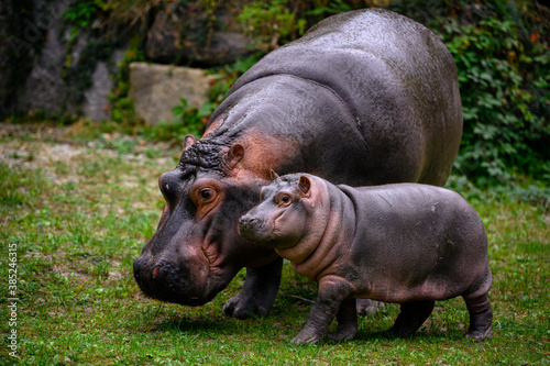 Hippopotamus amphibian female with cub looking for food.