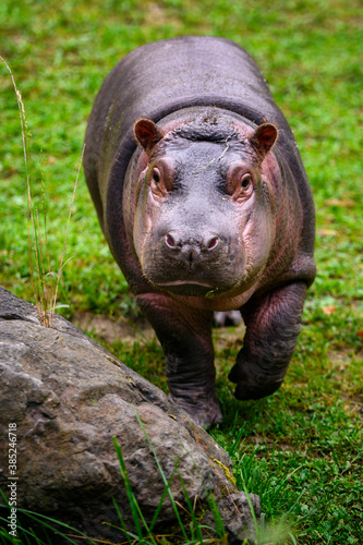 Photographie Hippopotamus amphibian chick outdoors on land.