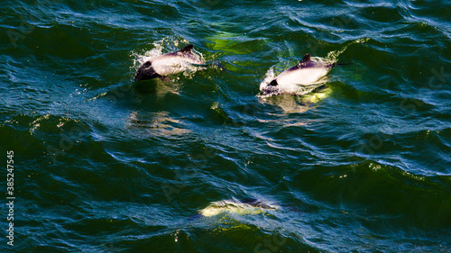 Dolphin at Falkland Islands