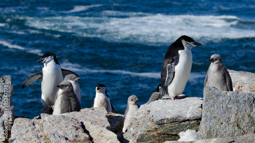 Chinstrip penguin at Signy Island  Antarrctica