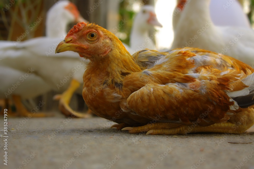 Fototapeta premium chicken on the farm