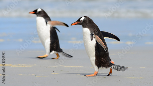 Gentoo Penguin at Falkland Islands