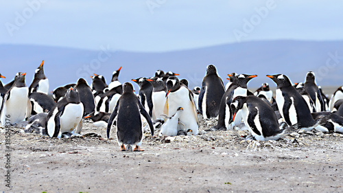Gentoo Penguin at Falkland Islands