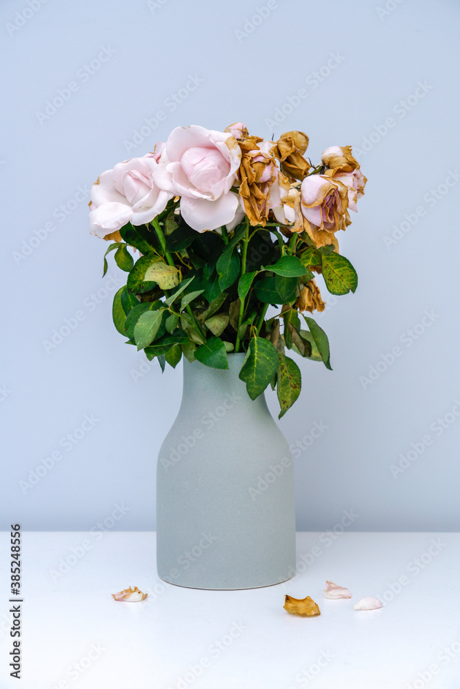 Pink withered rose. The pink roses in the vase withered.