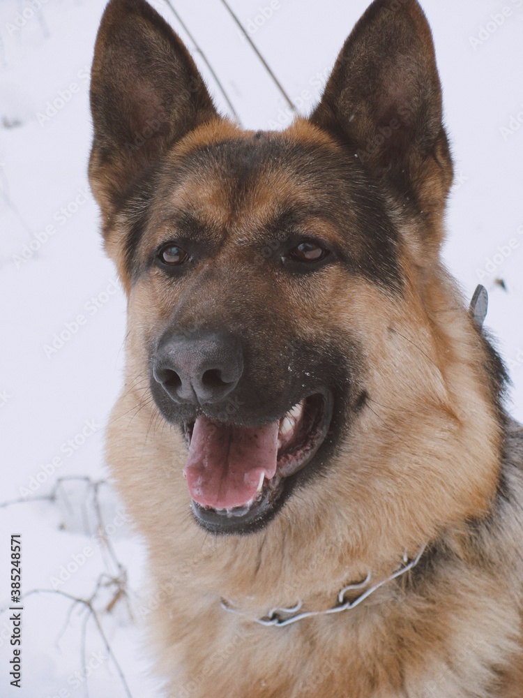 Fototapeta premium german shepherd dog