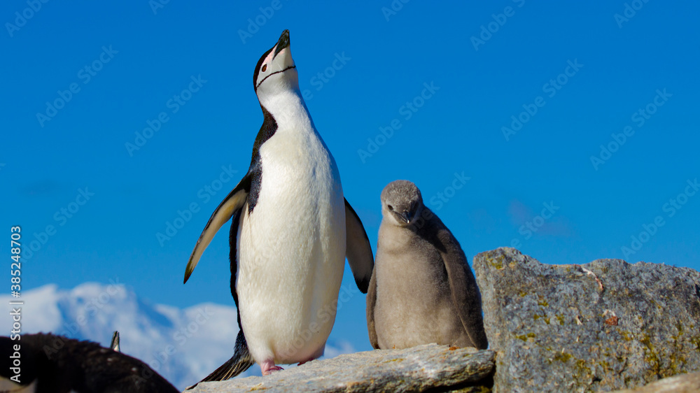 Fototapeta premium Chinstrip penguin at Signy Island, Antarctica