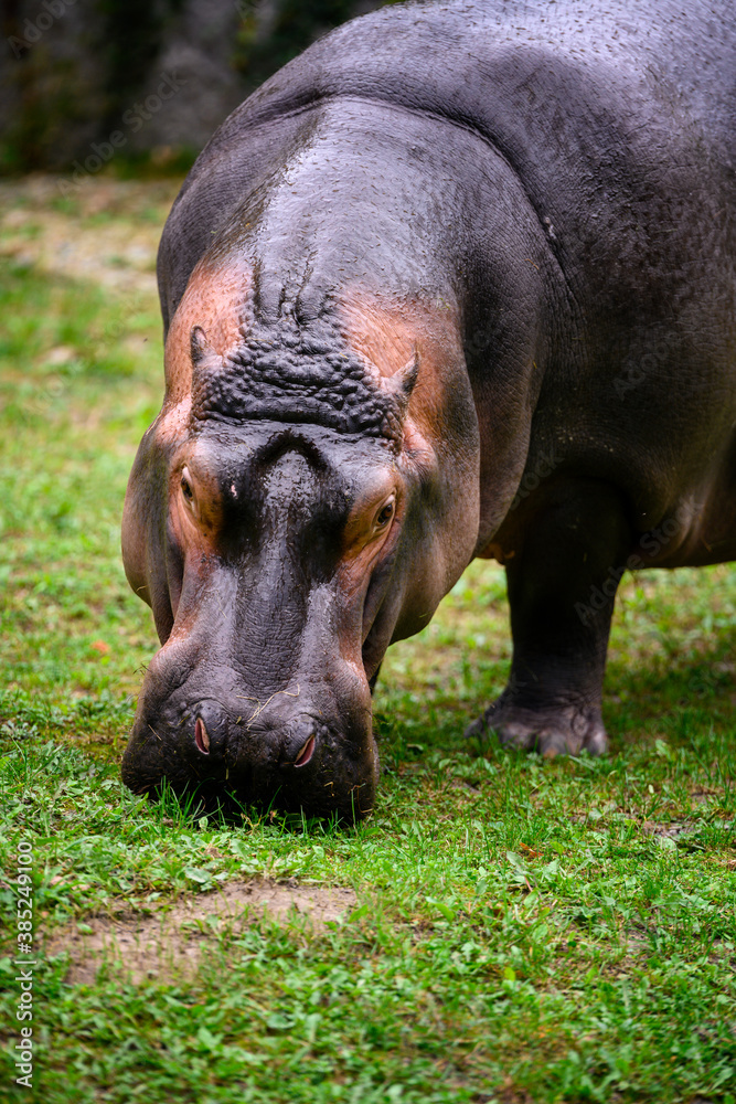 Hippopotamus amphibian female looking for food. Hippopotamus amphibian female looking for food.