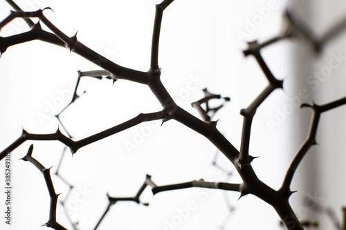 Silhouette of madagascariensis on white background.