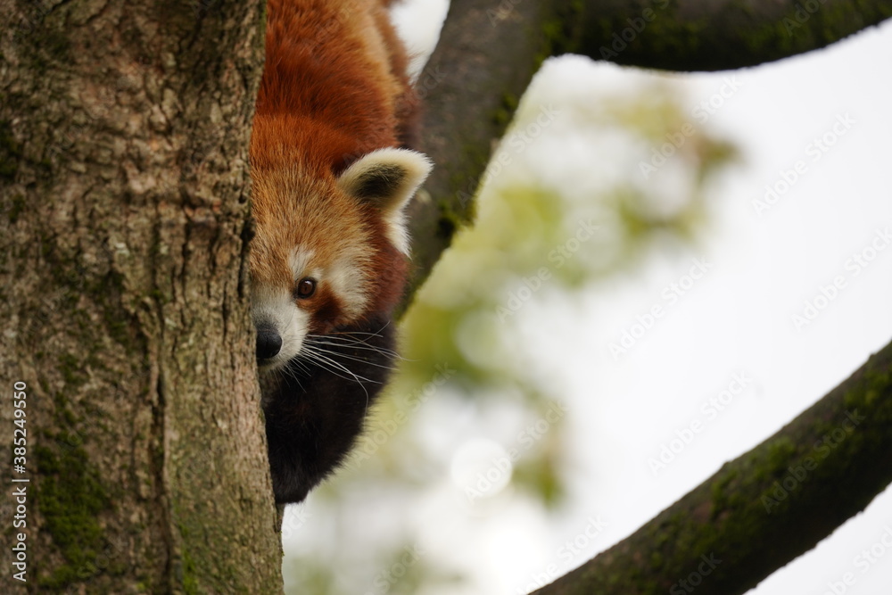 Fototapeta premium red panda in tree