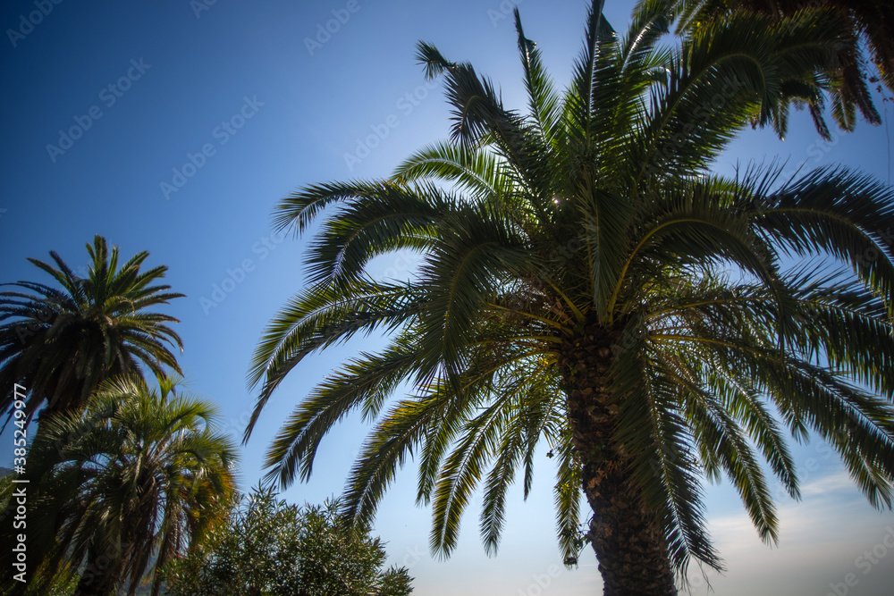 Palm trees and their outlines against the blue sky