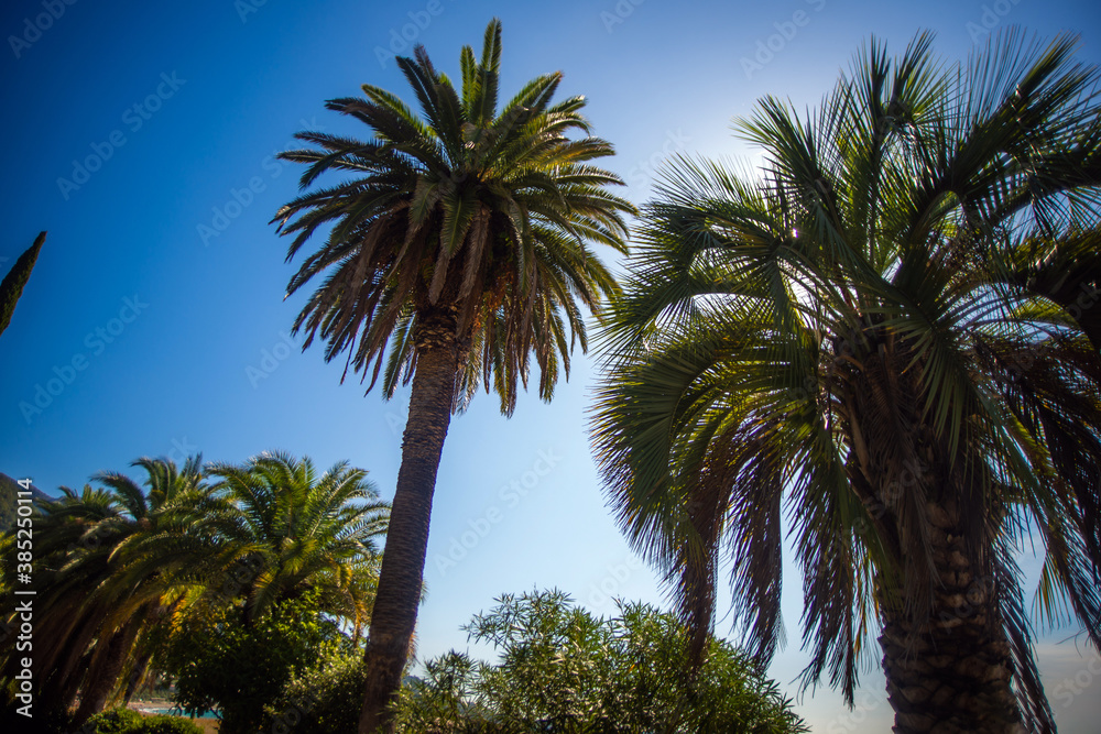 Obraz premium Palm trees and their outlines against the blue sky