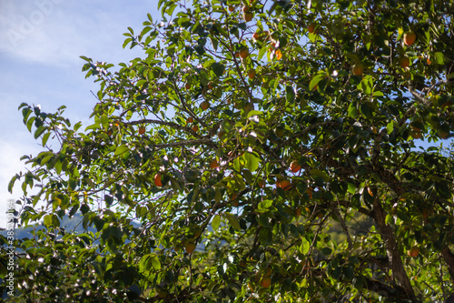 a ripe orange persimmon grows on a tree