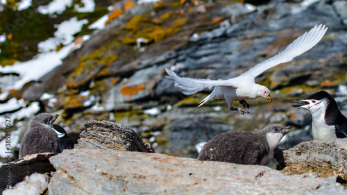 The snowy sheathbill (Chionis albus) at Signy Island, Antarctica photo