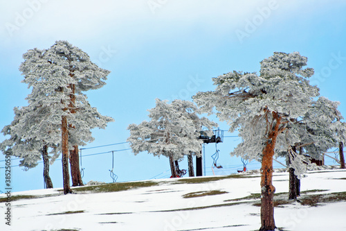 Snow covered pine trees in spring at Puerto de Navacerrada, Spain photo