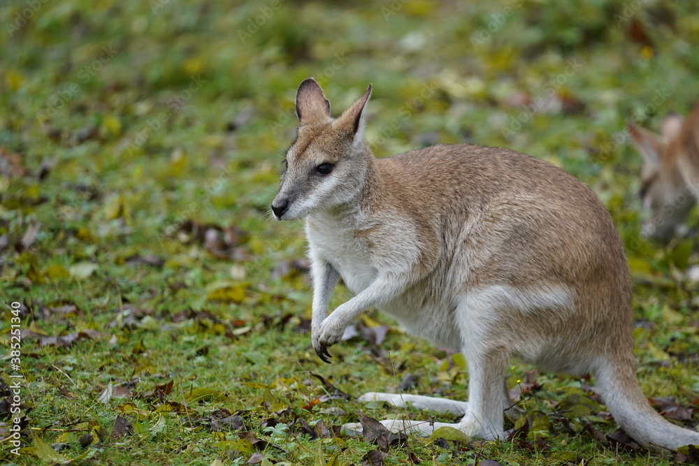 wallaby