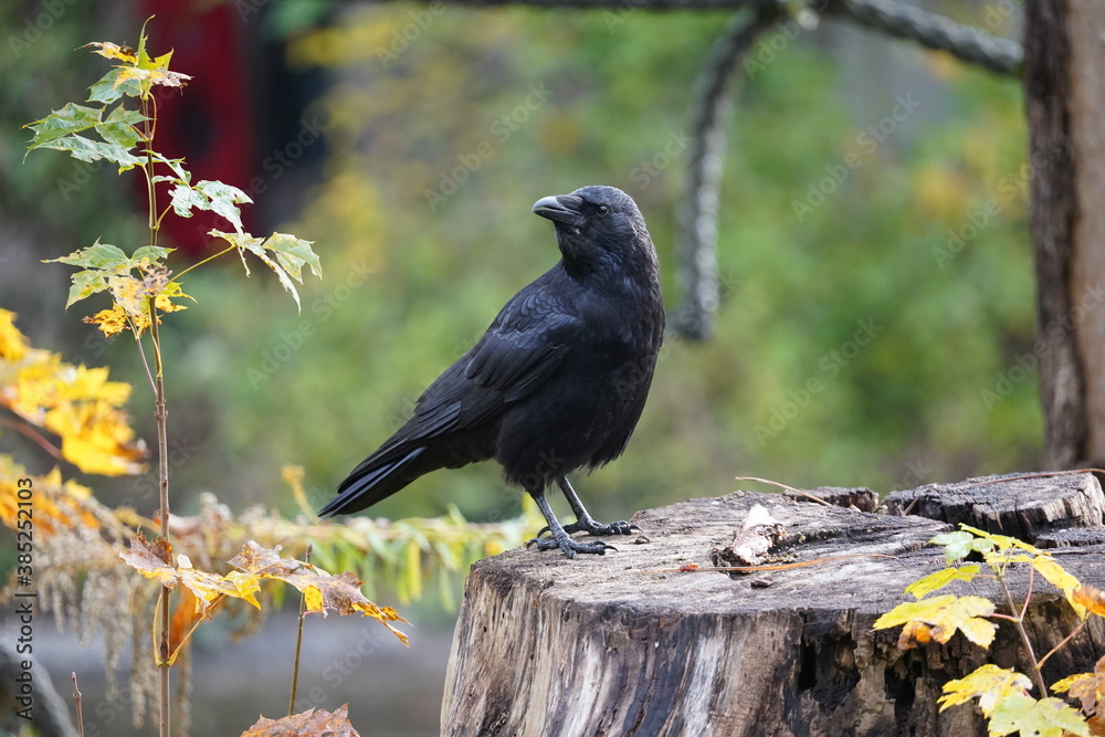 Fototapeta premium crow on a tree