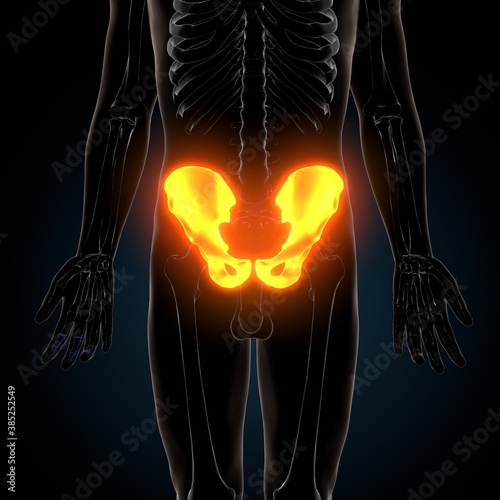 3d illustration of human skeleton hip or pelvic bone anatomy