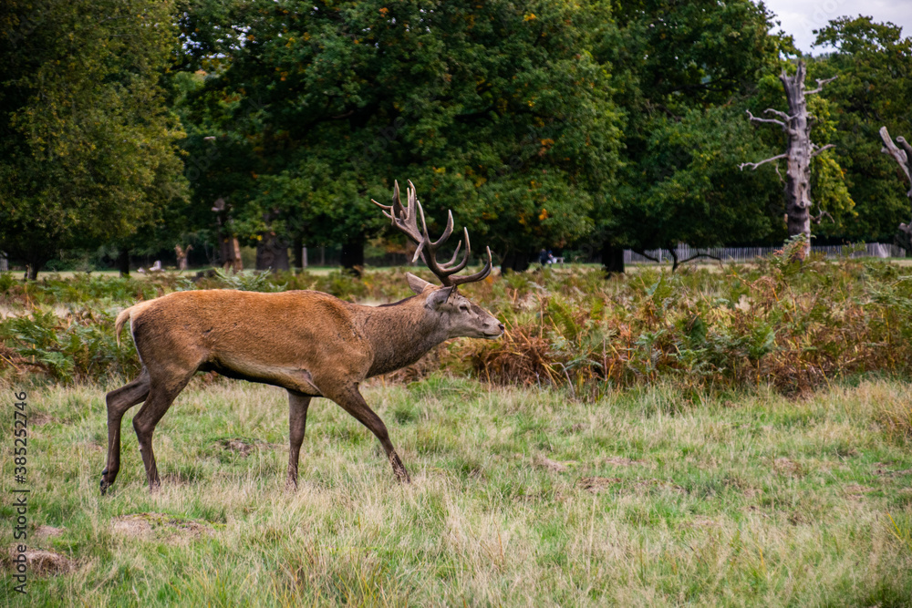 Photo of a beautiful and strong male deer during rutting season in the nature in Richmond park, London Photo of a beautiful and strong male deer during rutting season in the nature in Richmond park, London