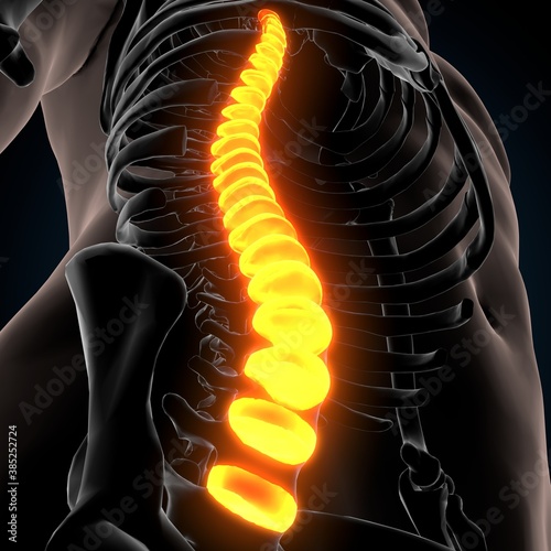 3d render of human body spinal bone anatomy 