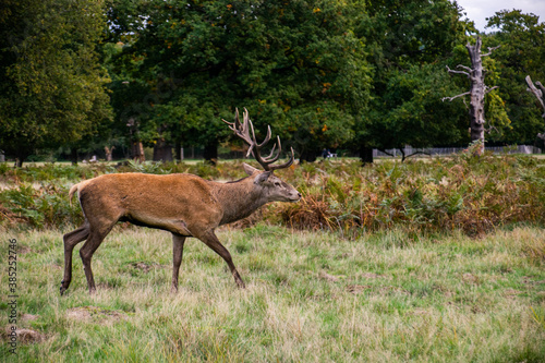 Photo of a beautiful and strong male deer during rutting season in the nature in Richmond park  London