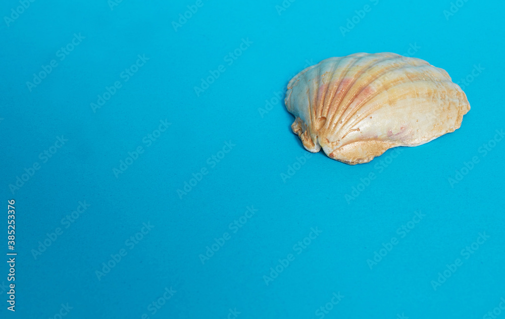 One big shiny shell on a blue background. One big shiny shell on a blue background.