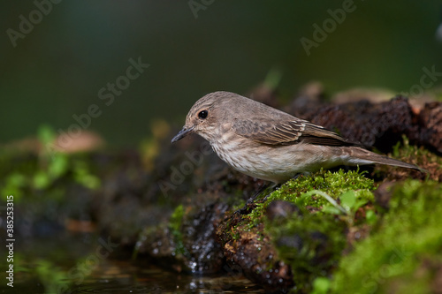 Rare flycatcher bathing in water in danube forest, Slovakia, Europe