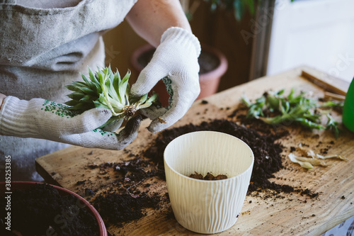 Home garden. How to Transplant Repot a Succulent, propagating succulents. Woman gardeners hand transplanting cacti and succulents in cement pots on the wooden table.
