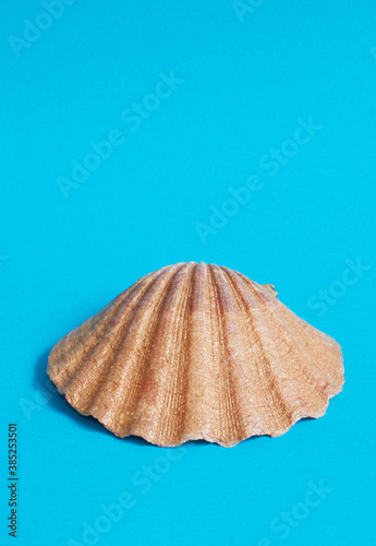 One big shiny shell on a blue background.