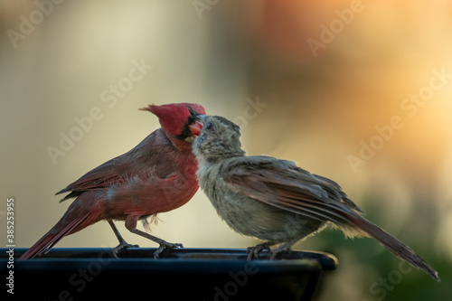 Obraz na płótnie Kissing northern red cardinal birds. Male and female animal