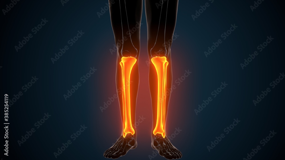 3d illustration of human skeleton anatomy tibia bone 3d illustration of human skeleton anatomy tibia bone