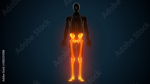 3D Illustration of Human Skeleton System Leg Joints Anatomy 