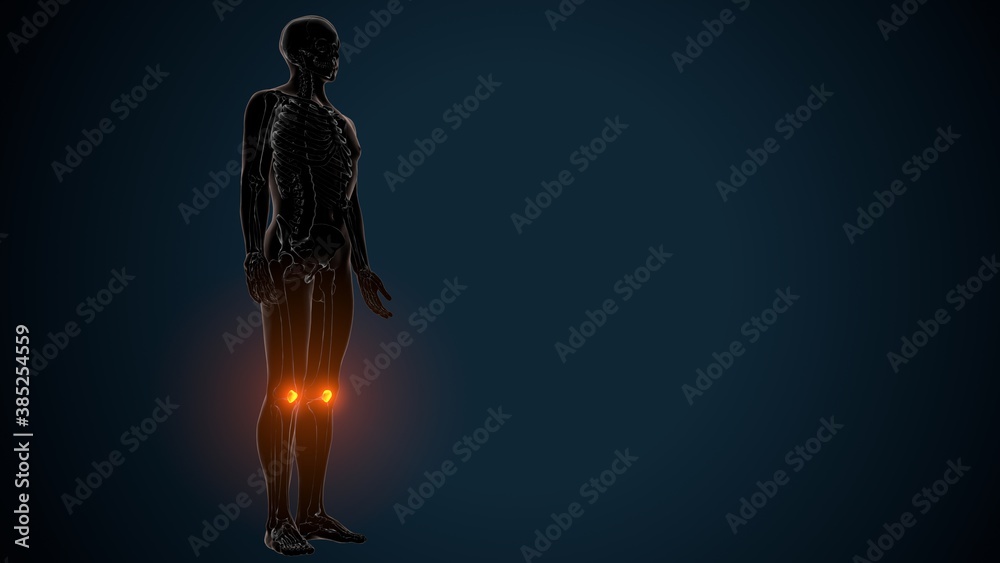 3d illustration of human skeleton knee joint anatomy
