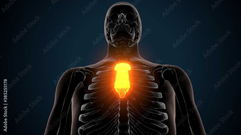 3d illustration of human skeleton sternum bone anatomy 3d illustration of human skeleton sternum bone anatomy